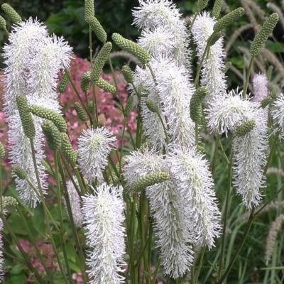 Sanguisorba 'White Brushes'